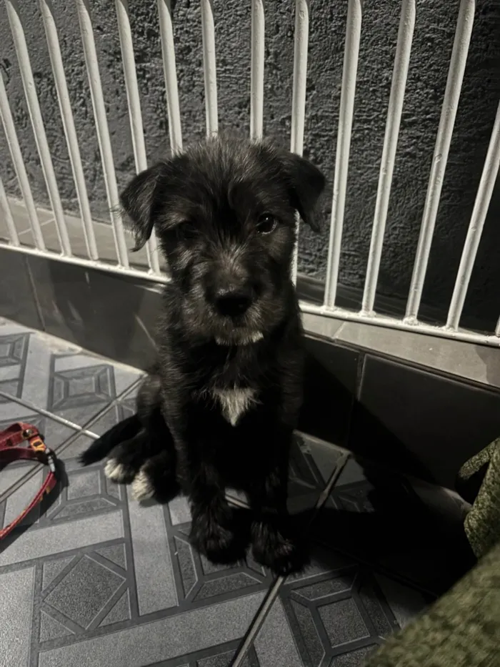Cachorro ra a SRD-ViraLata idade Abaixo de 2 meses nome Tutu