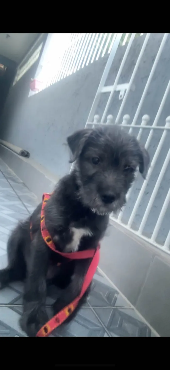 Cachorro ra a SRD-ViraLata idade Abaixo de 2 meses nome Tutu
