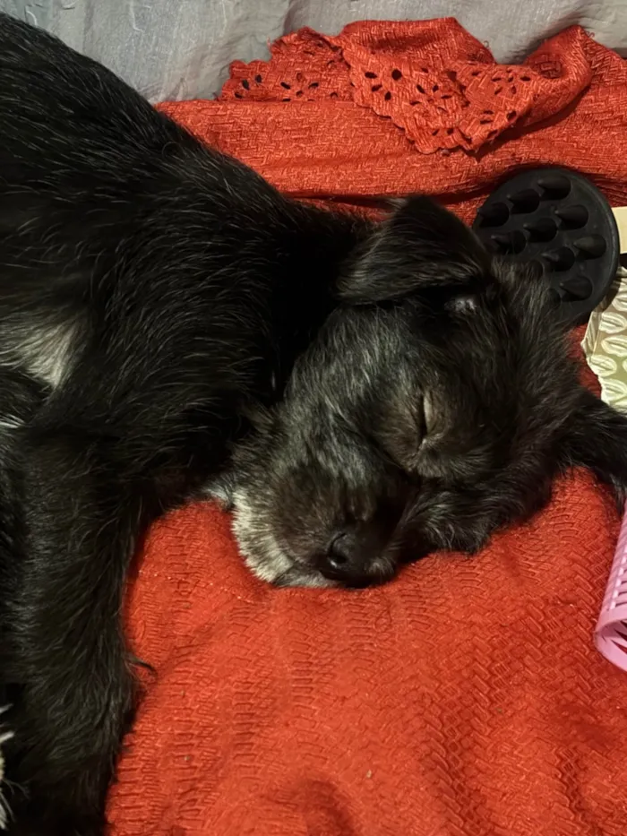Cachorro ra a SRD-ViraLata idade Abaixo de 2 meses nome Tutu