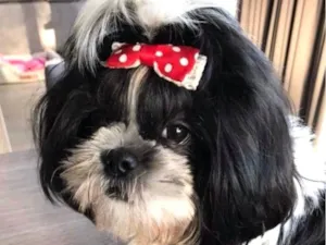 Cachorro raça Shitzu idade 2 anos nome Mavi 
