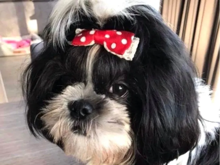 Cachorro ra a Shitzu idade 2 anos nome Mavi 