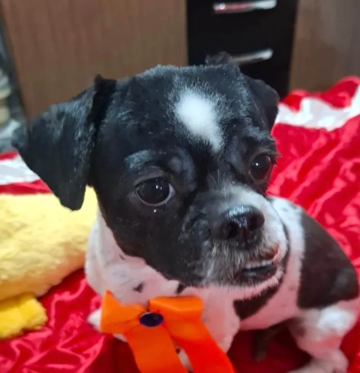 Cachorro ra a Shitzu idade 2 anos nome Petit 