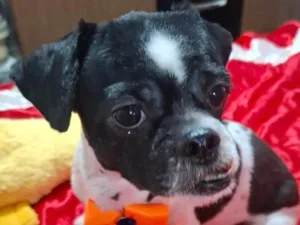 Cachorro raça Shitzu idade 2 anos nome Petit 