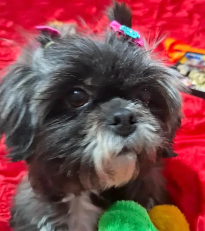 Cachorro ra a Shitzu idade 2 anos nome Belinha 