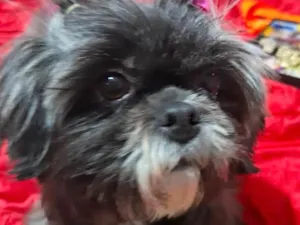 Cachorro raça Shitzu idade 2 anos nome Belinha 