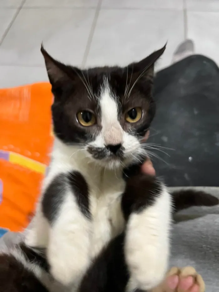 Gato ra a SRD-ViraLata idade 2 a 6 meses nome Sem nome