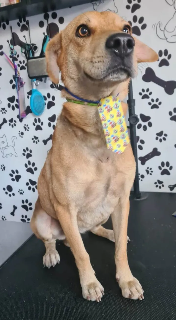 Cachorro ra a SRD-ViraLata idade 1 ano nome Milagre