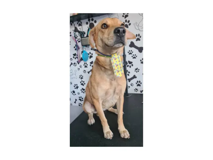 Cachorro ra a SRD-ViraLata idade 1 ano nome Milagre