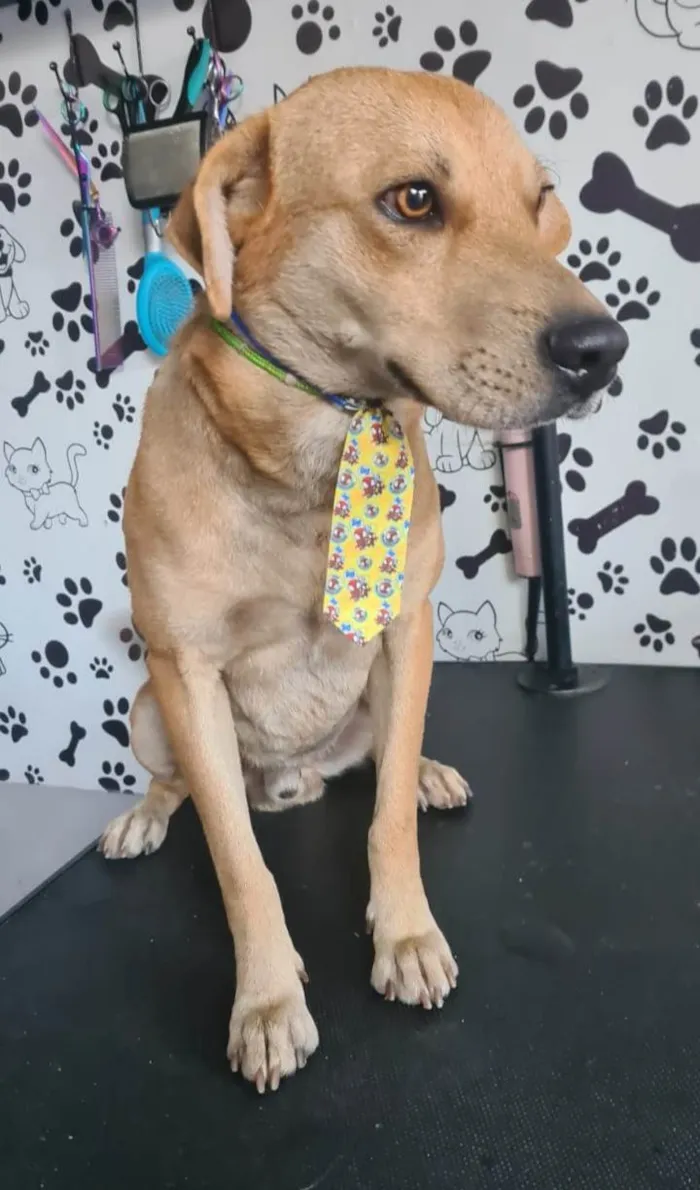 Cachorro ra a SRD-ViraLata idade 1 ano nome Milagre