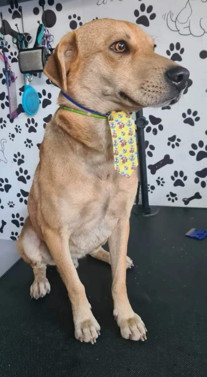 Cachorro ra a SRD-ViraLata idade 1 ano nome Milagre