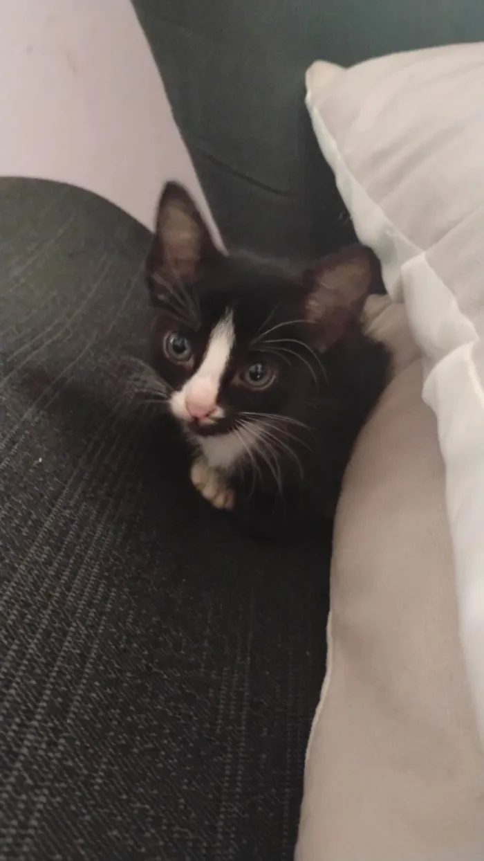Gato ra a SRD-ViraLata idade 2 a 6 meses nome Milena e Batman 