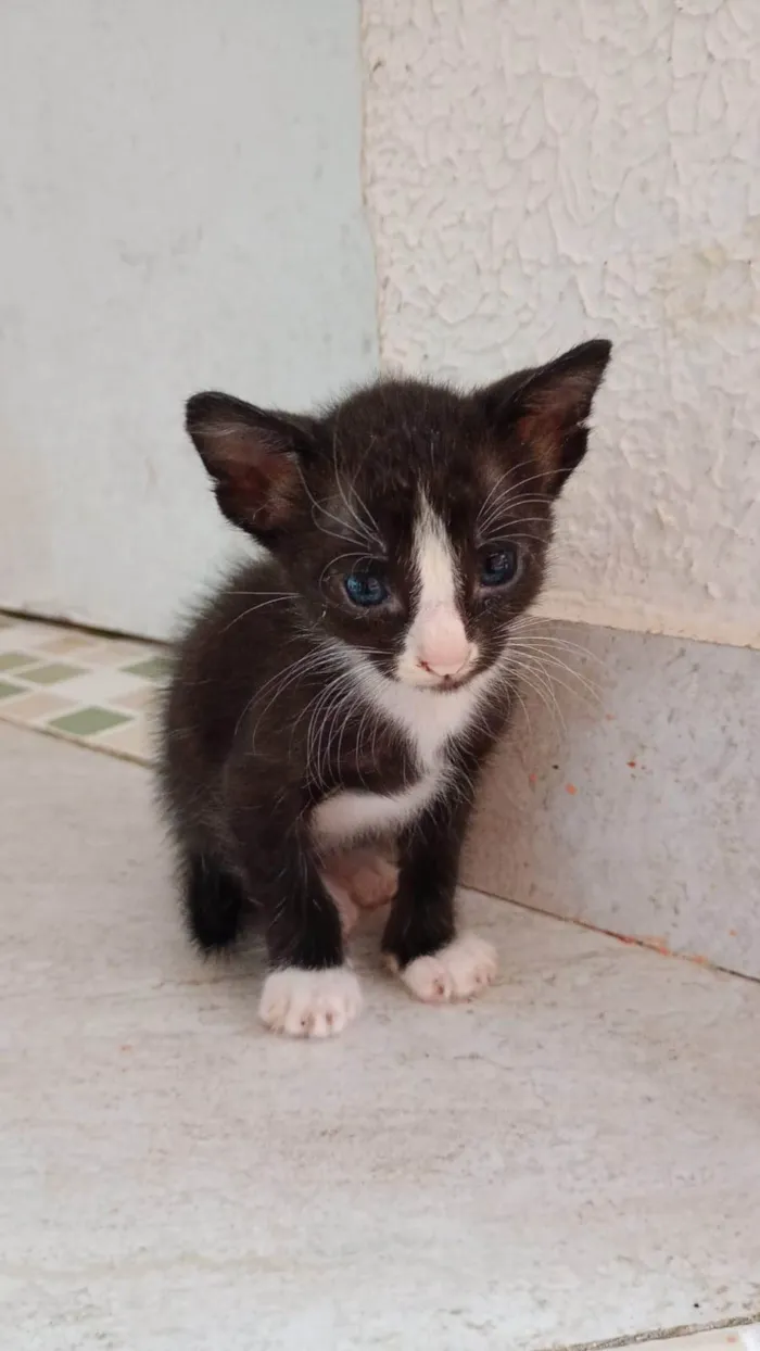 Gato ra a SRD-ViraLata idade 2 a 6 meses nome Milena e Batman 