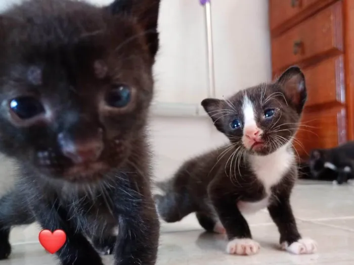 Gato ra a SRD-ViraLata idade 2 a 6 meses nome Milena e Batman 