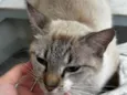 Mel