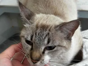 Gato raça SRD-ViraLata idade 2 anos nome Mel