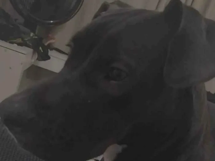 Cachorro ra a Pit-Bull idade 7 a 11 meses nome Atena