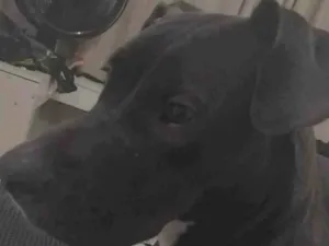 Cachorro raça Pit-Bull idade 7 a 11 meses nome Atena
