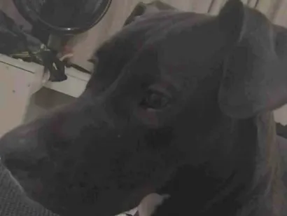 Cachorro raça Pit-Bull idade 7 a 11 meses nome Atena
