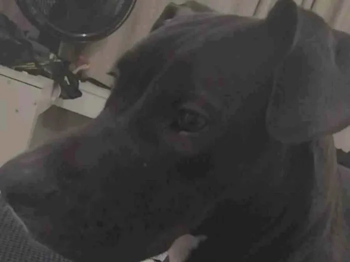 Cachorro ra a Pit-Bull idade 7 a 11 meses nome Atena