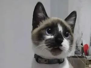 Gato raça Siamês idade 1 ano nome Nick