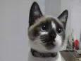 Nick