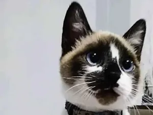 Gato raça Siamês idade 1 ano nome Nick