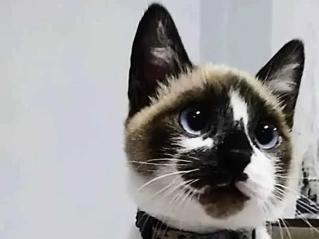 Gato ra a Siamês idade 1 ano nome Nick