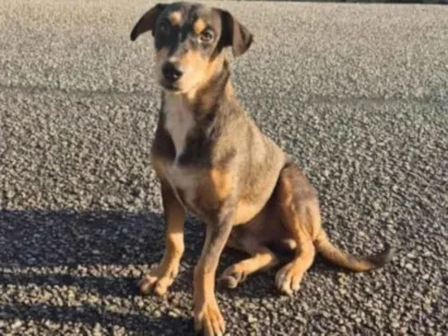 Cachorro raça SRD-ViraLata idade 7 a 11 meses nome Scooby