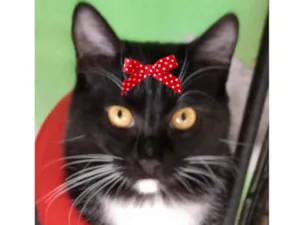 Gato raça SRD-ViraLata idade 2 a 6 meses nome Nutella 