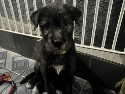 Cachorro raça SRD-ViraLata idade Abaixo de 2 meses nome Tutu
