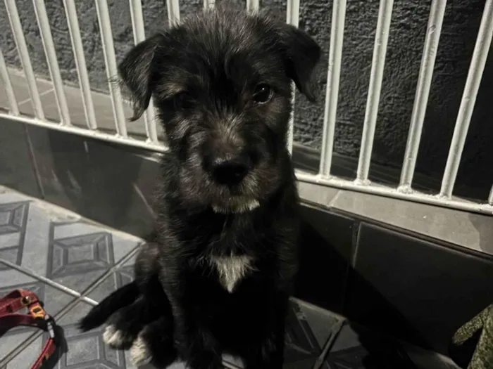 Cachorro ra a SRD-ViraLata idade Abaixo de 2 meses nome Tutu