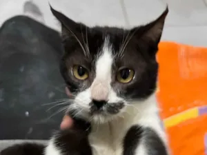 Gato raça SRD-ViraLata idade 2 a 6 meses nome Sem nome