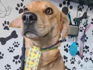 Cachorro raça SRD-ViraLata idade 1 ano nome Milagre