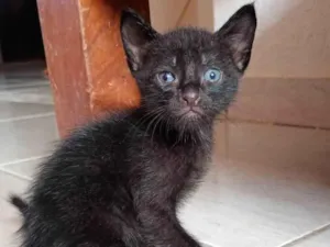 Gato raça SRD-ViraLata idade 2 a 6 meses nome Milena e Batman 