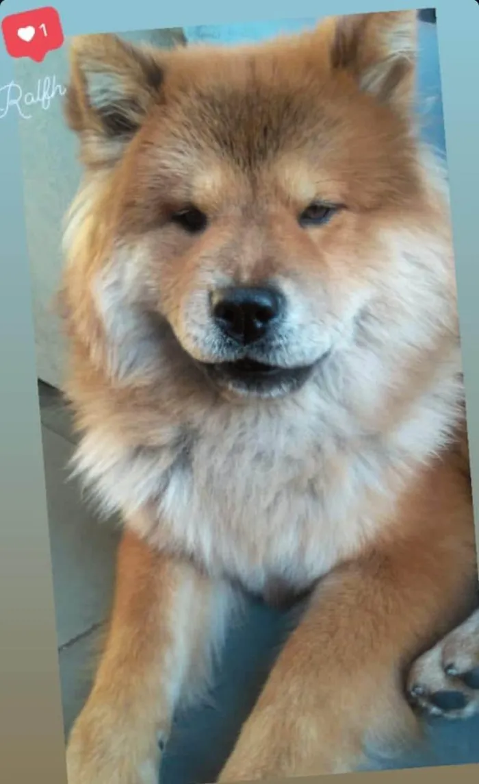 Cachorro ra a Chow Chow idade 6 ou mais anos nome Ralfh