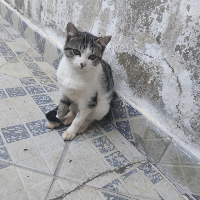 Gato ra a SRD-ViraLata idade 2 a 6 meses nome Ainda não tem um nome