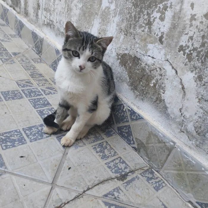 Gato ra a SRD-ViraLata idade 2 a 6 meses nome Ainda não tem um nome