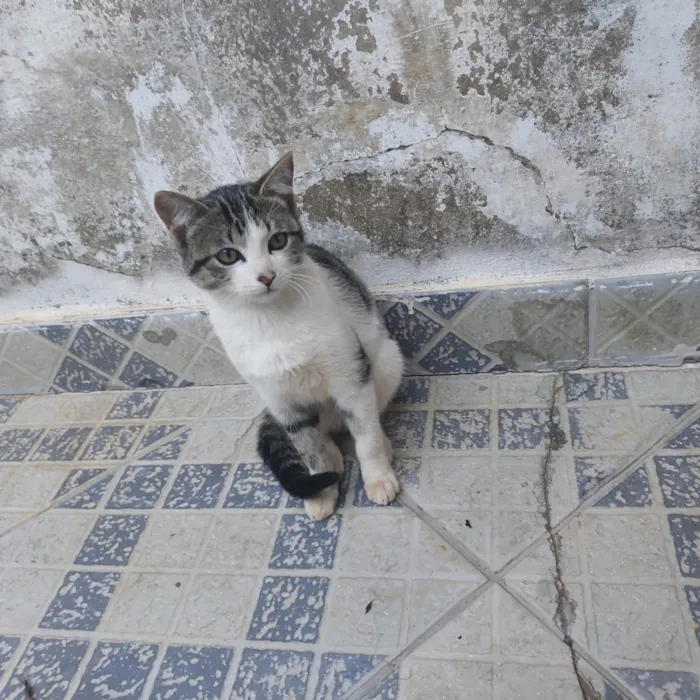 Gato ra a SRD-ViraLata idade 2 a 6 meses nome Ainda não tem um nome