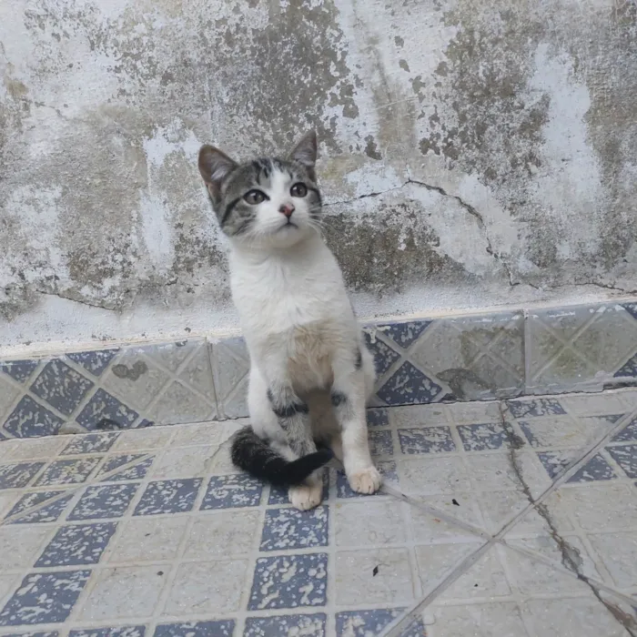 Gato ra a SRD-ViraLata idade 2 a 6 meses nome Ainda não tem um nome