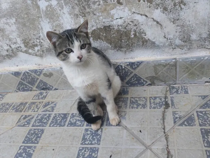 Gato ra a SRD-ViraLata idade 2 a 6 meses nome Ainda não tem um nome