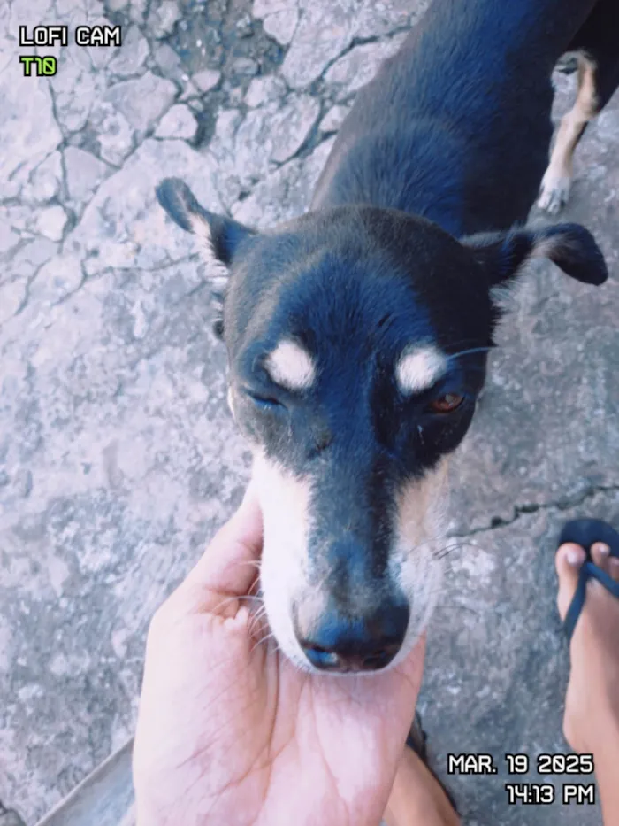 Cachorro ra a SRD-ViraLata idade 6 ou mais anos nome Thor