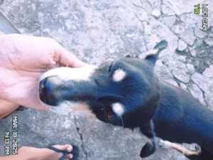 Cachorro raça SRD-ViraLata idade 6 ou mais anos nome Thor