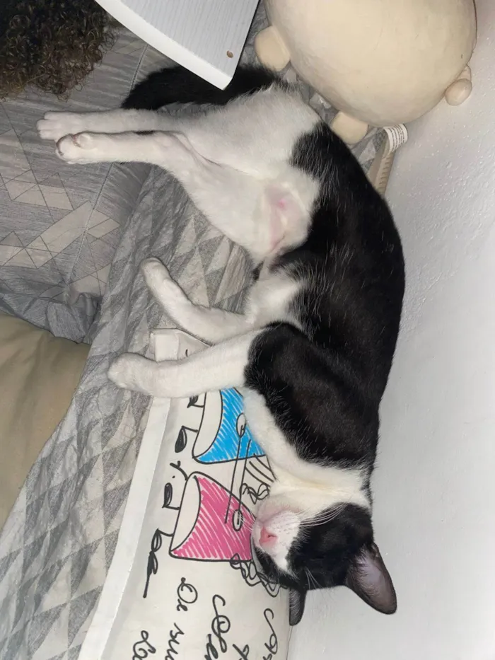 Gato ra a SRD-ViraLata idade 1 ano nome Frajola