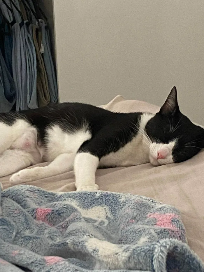 Gato ra a SRD-ViraLata idade 1 ano nome Frajola