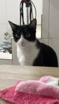 Frajola