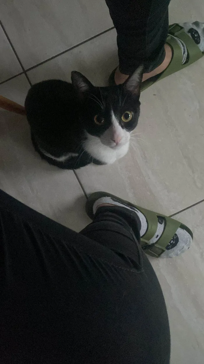 Gato ra a SRD-ViraLata idade 1 ano nome Frajola