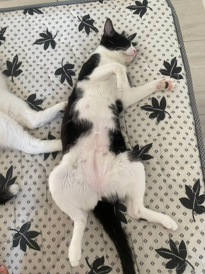 Gato ra a SRD-ViraLata idade 1 ano nome Frajola