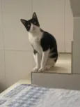 Frajola