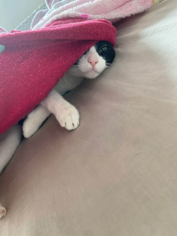 Gato ra a SRD-ViraLata idade 1 ano nome Frajola