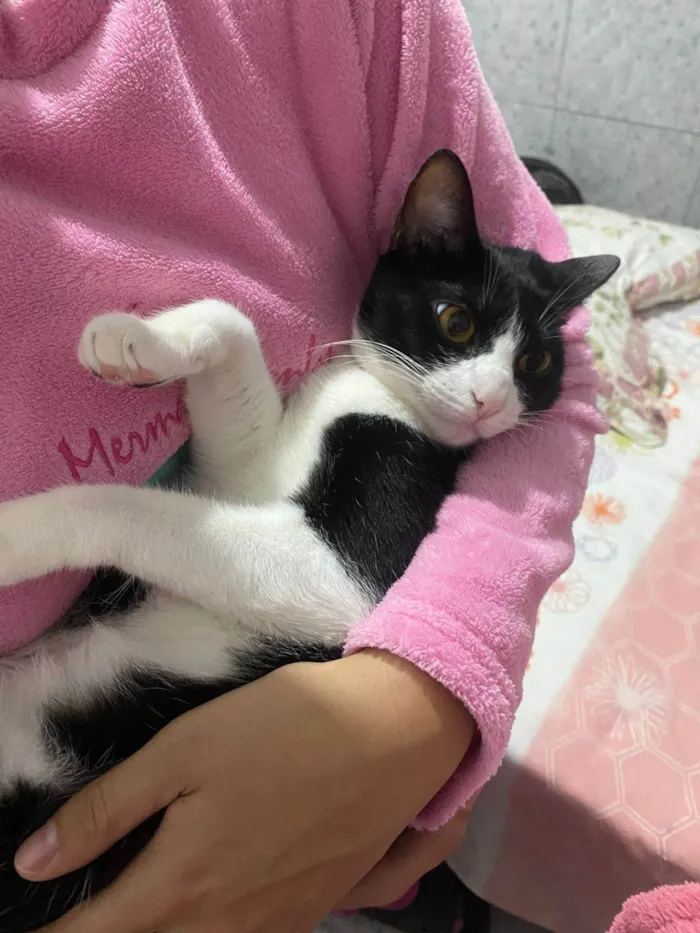 Gato ra a SRD-ViraLata idade 1 ano nome Frajola
